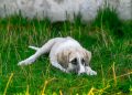 The First Year: Puppy Care Tips for Every Stage of Development