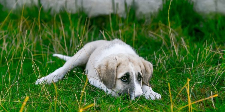 The First Year: Puppy Care Tips for Every Stage of Development