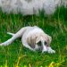 The First Year: Puppy Care Tips for Every Stage of Development