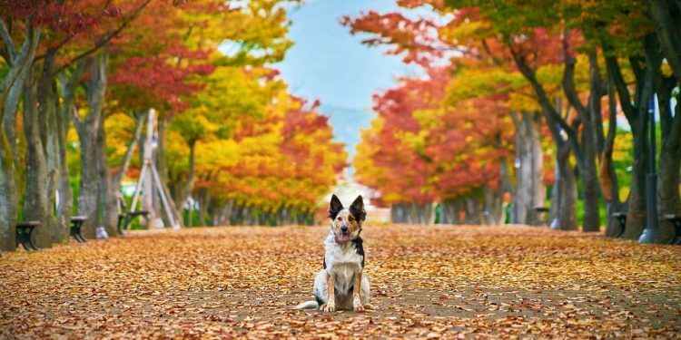 The Ultimate Guide to Dog Obedience: Proven Techniques for a Well-Behaved Pup The Ultimate Guide to Dog Obedience: Proven Techniques for a Well-Behaved Pup