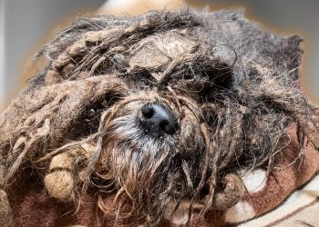 The WORST dog matting I have ever seen in my 13 years as a pet groomer | EXTREME transformation