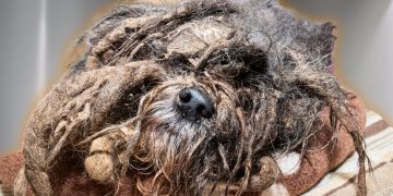 The WORST dog matting I have ever seen in my 13 years as a pet groomer | EXTREME transformation The WORST dog matting I have ever seen in my 13 years as a pet groomer | EXTREME transformation