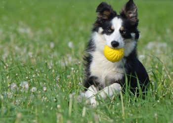 Transform Your Dog’s Behavior: Simple Training Tips for Lasting Obedience