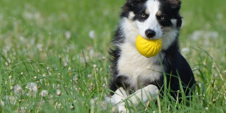 Transform Your Dog’s Behavior: Simple Training Tips for Lasting Obedience