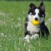 Transform Your Dog’s Behavior: Simple Training Tips for Lasting Obedience