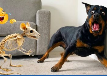 Try Not to Laugh! Hilarious Dogs & The Funniest Dog and Cat Videos of the Year 😂🐕