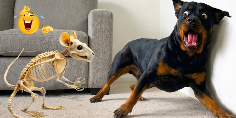 Try Not to Laugh! Hilarious Dogs & The Funniest Dog and Cat Videos of the Year ππ Try Not to Laugh! Hilarious Dogs & The Funniest Dog and Cat Videos of the Year ππ