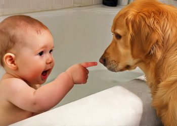 Ultimate Baby & Dog Moments: The Sweetest And Cutest Duo – Funny Babies Video || COOL PEACHY🍑