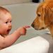 Ultimate Baby & Dog Moments: The Sweetest And Cutest Duo – Funny Babies Video || COOL PEACHY🍑