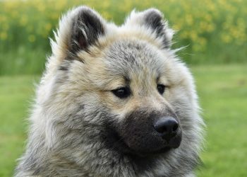 Unleashing Happiness: Essential Puppy Care Tips for a Joyful Home