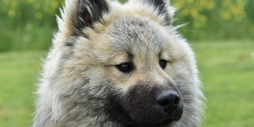 Unleashing Happiness: Essential Puppy Care Tips for a Joyful Home