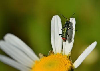 Unlocking Obedience: 10 Essential Dog Training Tips Every Owner Should Know