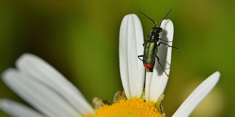 Unlocking Obedience: 10 Essential Dog Training Tips Every Owner Should Know