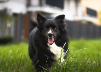 Ways to Keep Your Pup Active This Spring