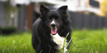 Ways to Keep Your Pup Active This Spring