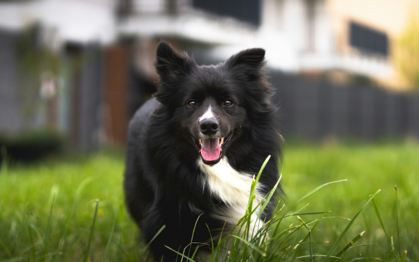 Ways to Keep Your Pup Active This Spring