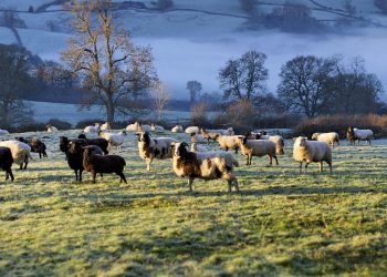 What Does “Positive Animal Welfare” Mean To Farmers?