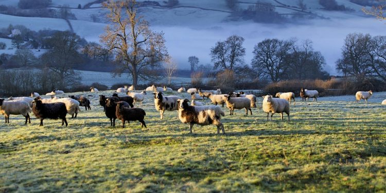 What Does “Positive Animal Welfare” Mean To Farmers?