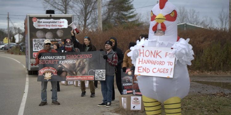 Your Persistence Forced a Retail Giant to Step Up for Hens Your Persistence Forced a Retail Giant to Step Up for Hens