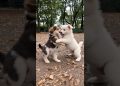 cute puppies adorable video #puppy #cute #cutedog #dog #shorts cute puppies adorable video #puppy #cute #cutedog #dog #shorts