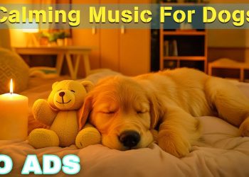 12 HOURS of Dog Calming Music For Dogs🎵💖Anti Separation Anxiety Relief Music🐶Sleep dog Healing🎵