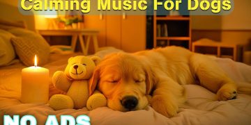 12 HOURS of Dog Calming Music For Dogs🎵💖Anti Separation Anxiety Relief Music🐶Sleep dog Healing🎵