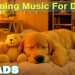 12 HOURS of Dog Calming Music For Dogs🎵💖Anti Separation Anxiety Relief Music🐶Sleep dog Healing🎵