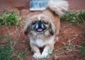9 Best Freeze-Dried Dog Food Brands for Pekingese 9 Best Freeze-Dried Dog Food Brands for Pekingese