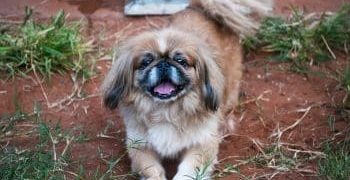 9 Best Freeze-Dried Dog Food Brands for Pekingese 9 Best Freeze-Dried Dog Food Brands for Pekingese