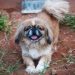 9 Best Freeze-Dried Dog Food Brands for Pekingese 9 Best Freeze-Dried Dog Food Brands for Pekingese