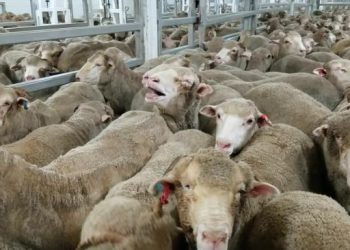 Animals still being set to war zones despite welfare concerns