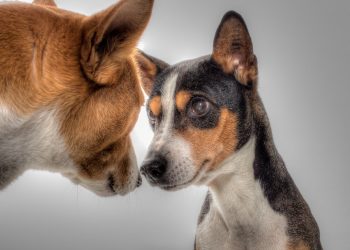 Barking Up the Right Tree: Kid-Friendly Dog Training Techniques