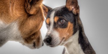 Barking Up the Right Tree: Kid-Friendly Dog Training Techniques