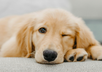 Can Light Affect Your Dog’s Sleep?