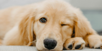 Can Light Affect Your Dog’s Sleep?