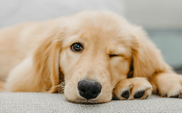 Can Light Affect Your Dog’s Sleep?