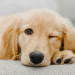 Can Light Affect Your Dog’s Sleep?