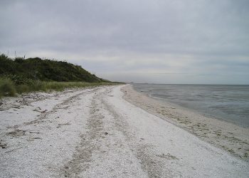 Common Mistakes in Dog Training: How to Overcome Them for Better Obedience