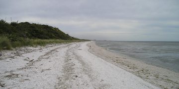 Common Mistakes in Dog Training: How to Overcome Them for Better Obedience