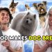 Compilation – God Makes Dog Breeds