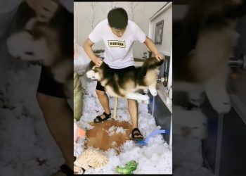 DOG FUNNY REACTION PART 3 #dog #funny #trendingshorts #doge