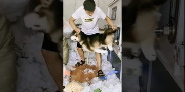 DOG FUNNY REACTION PART 3 #dog #funny #trendingshorts #doge