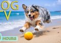DOG TV: Videos Entertain & Anti-Anxiety for Dogs When Left Alone All Day – Best Relax Music for Dogs