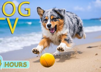 DOG TV: Videos Entertain & Anti-Anxiety for Dogs When Left Alone All Day – Best Relax Music for Dogs