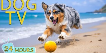 DOG TV: Videos Entertain & Anti-Anxiety for Dogs When Left Alone All Day – Best Relax Music for Dogs DOG TV: Videos Entertain & Anti-Anxiety for Dogs When Left Alone All Day – Best Relax Music for Dogs