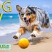 DOG TV: Videos Entertain & Anti-Anxiety for Dogs When Left Alone All Day – Best Relax Music for Dogs