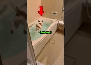 Dogs Obsessed With Bath Time (Part II) 🤣 #shorts #dog