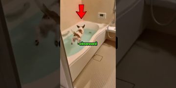 Dogs Obsessed With Bath Time (Part II) 🤣 #shorts #dog Dogs Obsessed With Bath Time (Part II) 🤣 #shorts #dog