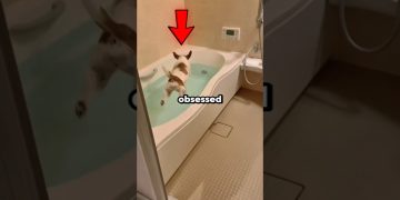 Dogs Obsessed With Bath Time 🤣 #shorts #dog