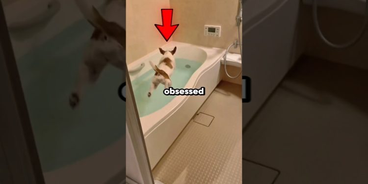 Dogs Obsessed With Bath Time 🤣 #shorts #dog